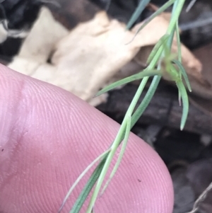 Wahlenbergia luteola at Lyneham, ACT - 8 Nov 2021