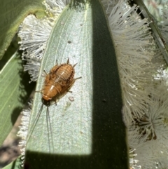 Ellipsidion sp. (genus) (A diurnal cockroach) at Murrumbateman, NSW - 9 Nov 2021 by SimoneC