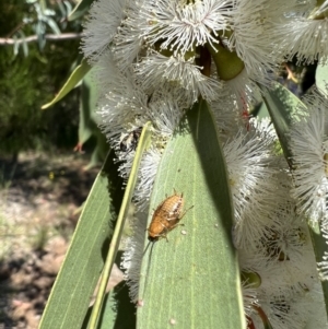 Ellipsidion sp. (genus) at Murrumbateman, NSW - 9 Nov 2021