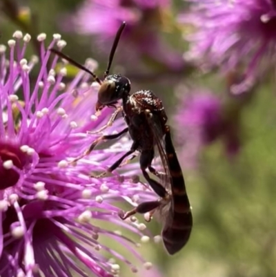 Pseudofoenus sp. (genus) (Unidentified bee-parasite wasp, burrowing bee parasite wasp) at Murrumbateman, NSW - 9 Nov 2021 by SimoneC
