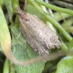 Olethreutinae (subfamily) (Unidentified leaf roller) at Jerrabomberra, NSW - 9 Nov 2021 by SteveBorkowskis