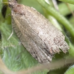 Olethreutinae (subfamily) at Jerrabomberra, NSW - 9 Nov 2021