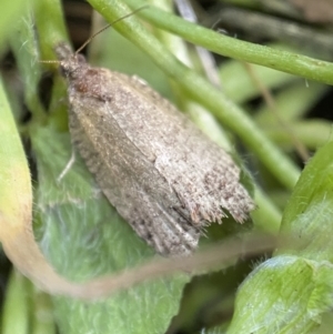 Olethreutinae (subfamily) at Jerrabomberra, NSW - 9 Nov 2021