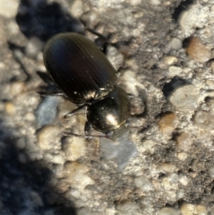 Adelium brevicorne at Jerrabomberra, NSW - 9 Nov 2021