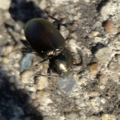 Adelium brevicorne (Bronzed field beetle) at QPRC LGA - 9 Nov 2021 by Steve_Bok