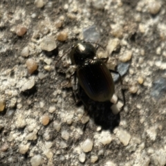 Adelium brevicorne at Jerrabomberra, NSW - 9 Nov 2021