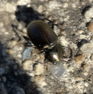 Adelium brevicorne at Jerrabomberra, NSW - 9 Nov 2021