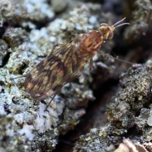 Sylvicola dubius at Jerrabomberra, NSW - 9 Nov 2021