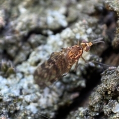 Sylvicola dubius at Jerrabomberra, NSW - 9 Nov 2021