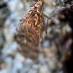 Sylvicola dubius at Jerrabomberra, NSW - 9 Nov 2021