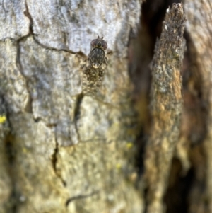 Cairnsimyia robusta at Jerrabomberra, NSW - 9 Nov 2021 05:01 PM