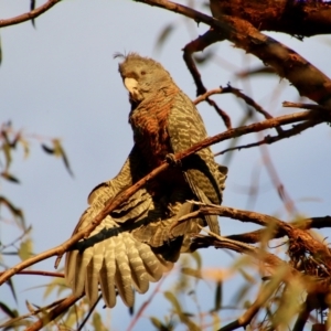 Callocephalon fimbriatum at Deakin, ACT - 9 Nov 2021