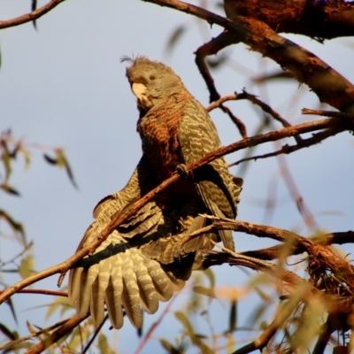 Callocephalon fimbriatum (Gang-gang Cockatoo) at Red Hill Nature Reserve - 9 Nov 2021 by LisaH