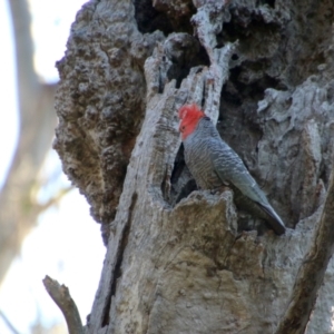 Callocephalon fimbriatum at Hughes, ACT - 9 Nov 2021