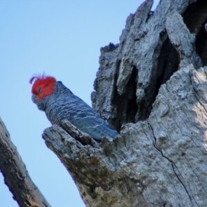 Callocephalon fimbriatum at Hughes, ACT - 9 Nov 2021