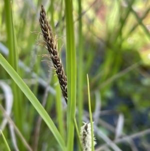 Carex gaudichaudiana at Paddys River, ACT - 8 Nov 2021 12:45 PM