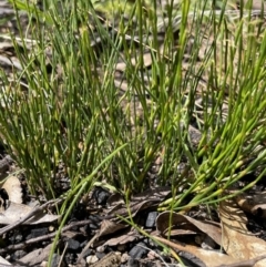 Empodisma minus (Spreading Rope-rush) at Paddys River, ACT - 8 Nov 2021 by JaneR