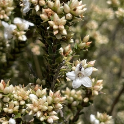 Epacris breviflora (Drumstick Heath) at Gibraltar Pines - 8 Nov 2021 by JaneR