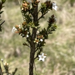Epacris breviflora at Paddys River, ACT - 8 Nov 2021
