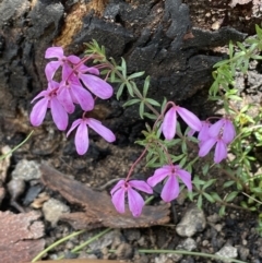 Tetratheca bauerifolia (Heath Pink-bells) at Paddys River, ACT - 8 Nov 2021 by JaneR
