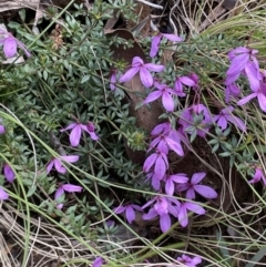 Tetratheca bauerifolia at Paddys River, ACT - 8 Nov 2021