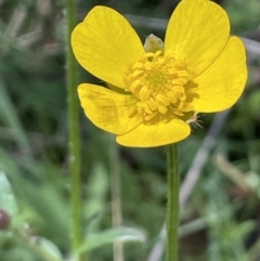 Ranunculus lappaceus (Australian Buttercup) at Paddys River, ACT - 8 Nov 2021 by JaneR