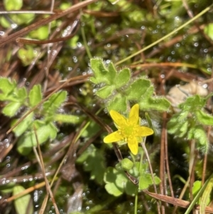 Ranunculus pimpinellifolius at Paddys River, ACT - 8 Nov 2021