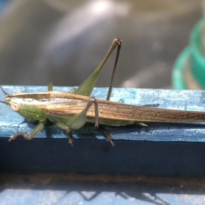 Conocephalus upoluensis (Meadow Katydid) at QPRC LGA - 18 Oct 2021 by Whirlwind