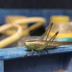 Conocephalus upoluensis at Sutton, NSW - 18 Oct 2021