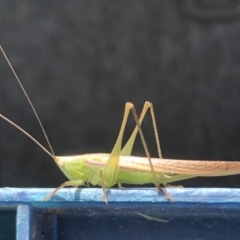 Conocephalus upoluensis at Sutton, NSW - 18 Oct 2021