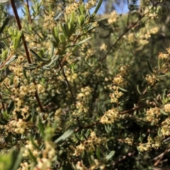 Pomaderris angustifolia (Pomaderris) at Sutton, NSW - 31 Oct 2021 by Whirlwind