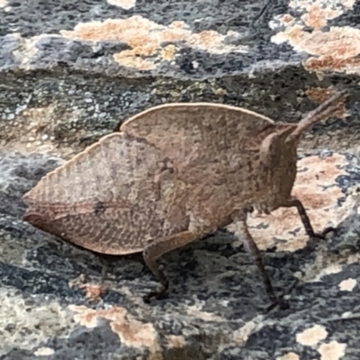 Goniaea sp. (genus) (A gumleaf grasshopper) at QPRC LGA - 7 Oct 2021 by Whirlwind