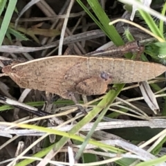 Goniaea sp. (genus) at Sutton, NSW - 7 Oct 2021