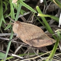 Goniaea sp. (genus) at Sutton, NSW - 7 Oct 2021