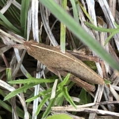 Goniaea sp. (genus) at Sutton, NSW - 7 Oct 2021