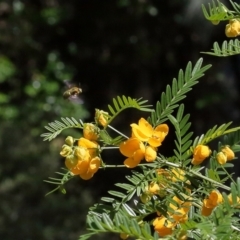 Xylocopa (Lestis) aerata (Golden-Green Carpenter Bee) at Acton, ACT - 9 Nov 2021 by TimL