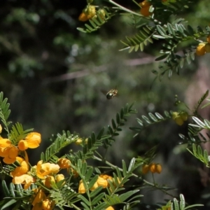 Xylocopa (Lestis) aerata at Acton, ACT - 9 Nov 2021