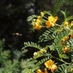 Xylocopa (Lestis) aerata at Acton, ACT - 9 Nov 2021 10:30 AM