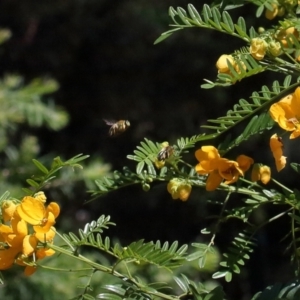 Xylocopa (Lestis) aerata at Acton, ACT - 9 Nov 2021