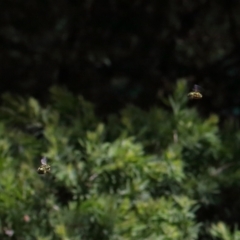 Xylocopa (Lestis) aerata at Acton, ACT - 9 Nov 2021 10:30 AM