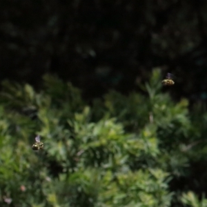 Xylocopa (Lestis) aerata at Acton, ACT - 9 Nov 2021