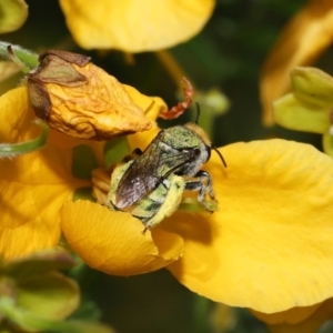 Lipotriches (Austronomia) australica at Acton, ACT - 9 Nov 2021 11:30 AM