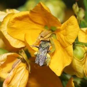 Lipotriches (Austronomia) australica at Acton, ACT - 9 Nov 2021 11:30 AM