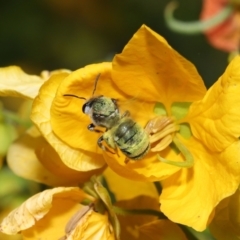 Lipotriches (Austronomia) australica at Acton, ACT - 9 Nov 2021 11:30 AM