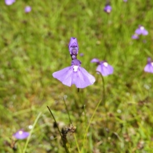 Utricularia dichotoma at Kambah, ACT - 9 Nov 2021 01:27 PM