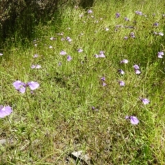 Utricularia dichotoma at Kambah, ACT - 9 Nov 2021 01:27 PM