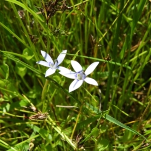 Isotoma fluviatilis subsp. australis at Kambah, ACT - 9 Nov 2021 01:27 PM