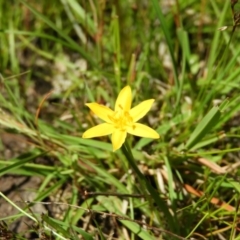 Hypoxis hygrometrica (Golden Weather-grass) at Kambah, ACT - 9 Nov 2021 by MatthewFrawley