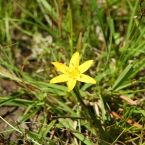 Hypoxis hygrometrica at Kambah, ACT - 9 Nov 2021