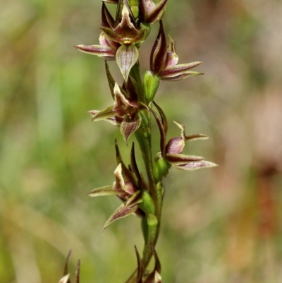Prasophyllum appendiculatum (Tailed Leek Orchid) at Glenquarry, NSW - 9 Nov 2021 by Snowflake